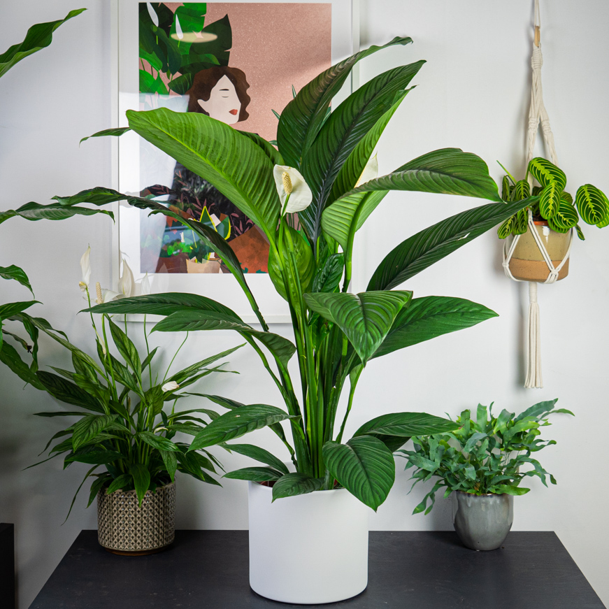 skrzydlokwiat sensation spathiphyllum
