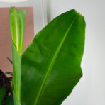 bananowiec-gigant-musa-tropicana