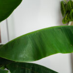 bananowiec-gigant-musa-tropicana