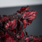 begonia-beleaf-inca-night