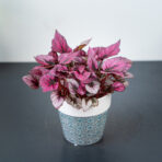 begonia-beleaf-indian-summer