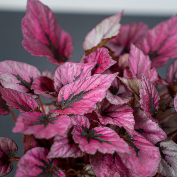 begonia-beleaf-indian-summer begonia-beleaf-indian-summer