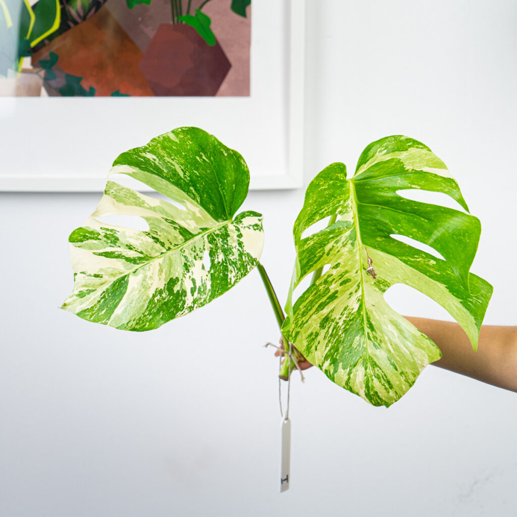Monstera pielęgnacja