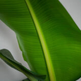 bananowiec-gigant-musa-dwarf-cavendish