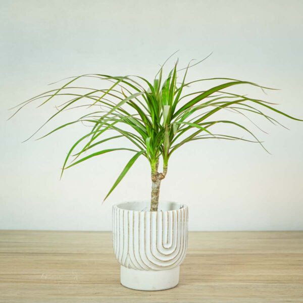dracaena-marginata-dracena dracaena-marginata-dracena