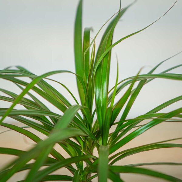 dracaena-marginata-dracena (2) dracaena-marginata-dracena