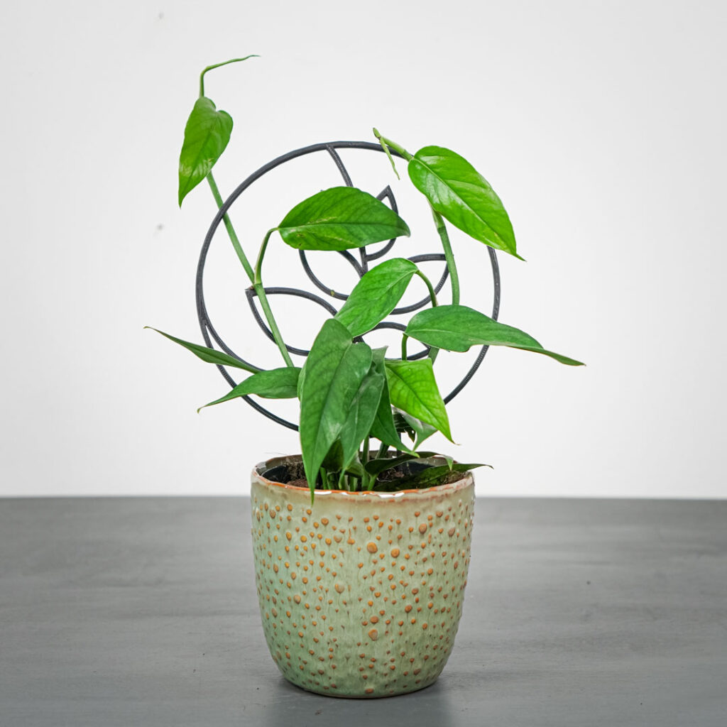 epipremnum-pinnatum-blue-form