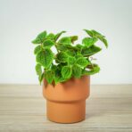 pilea-mollis-moon-valley
