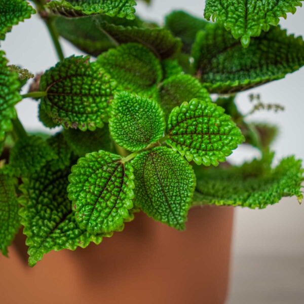 pilea-mollis-moon-valley (2) pilea-mollis-moon-valley