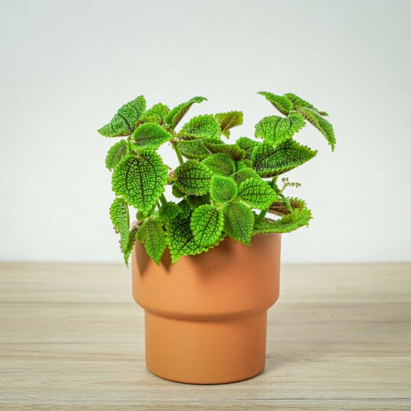 pilea-mollis-moon-valley