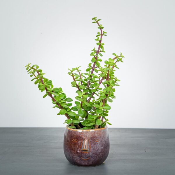 portulacaria-afra-green-crassula