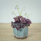 szczawik-purple-shamrock-oxalis-triangularis