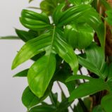 philodendron-pedatum