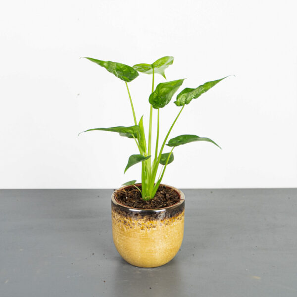 alokazja-cucullata-alocasia alokazja-cucullata-alocasia