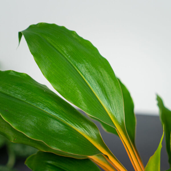 zestaw-zielistka-green-orange-w-oslonce zestaw-zielistka-green-orange-w-oslonce