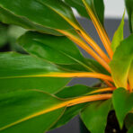 zestaw-zielistka-green-orange-w-oslonce
