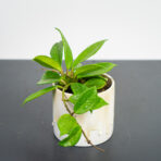 hoya-carnosa