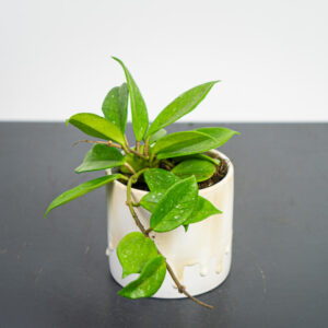 hoya-carnosa