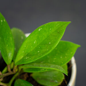 hoya-carnosa