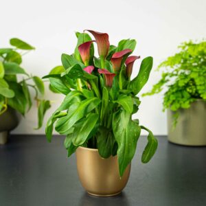 zantedeschia-red-kalla