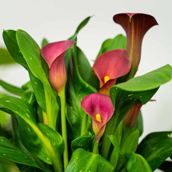 zantedeschia-red-kalla zantedeschia-red-kalla
