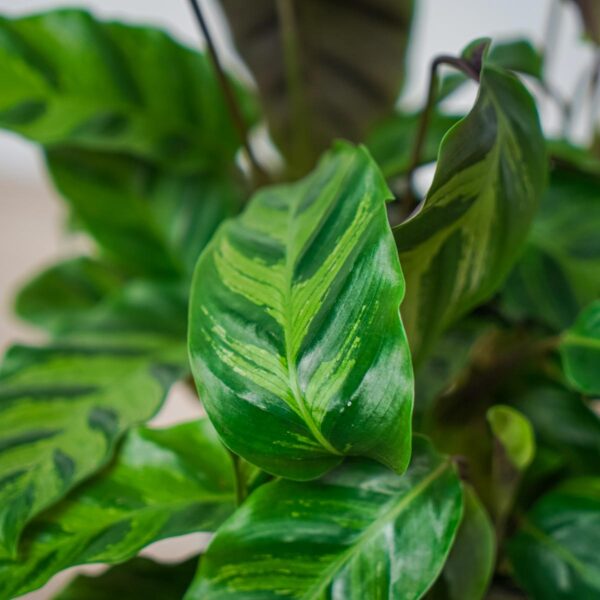 calathea-albertii calathea-albertii