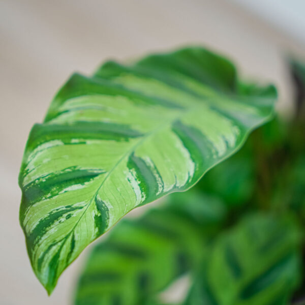 calathea-albertii calathea-albertii