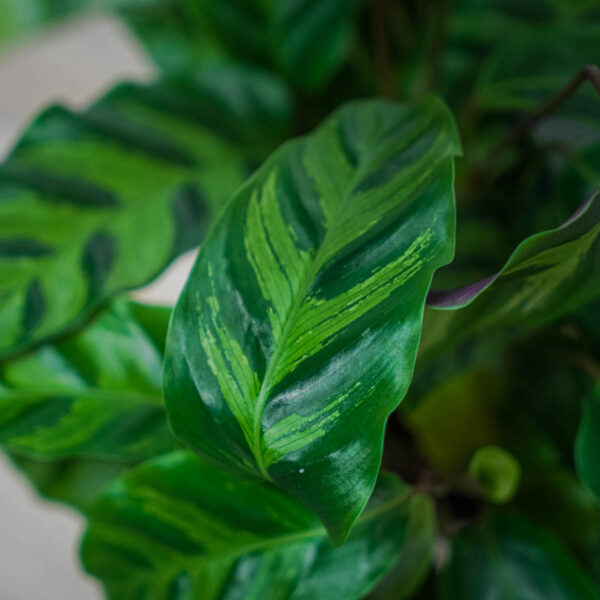 calathea-albertii calathea-albertii