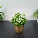 dzwonek-dalmatynski-bialy-campanula-portenschlagiana