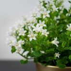 dzwonek-dalmatynski-bialy-campanula-portenschlagiana