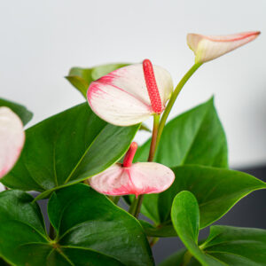 anthurium-princess-amalia
