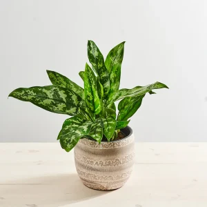 Aglaonema maria