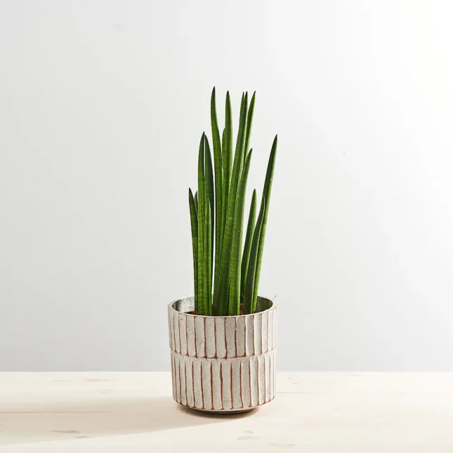 Sansevieria cylindrica
