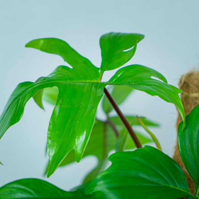 philodendron-pedatum (2) philodendron-pedatum