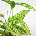 calathea-vittata