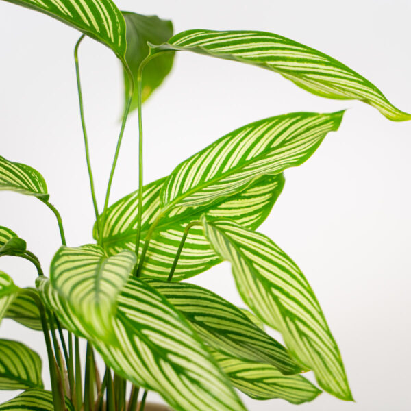 calathea-vittata calathea-vittata