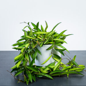 hoya-wayetii