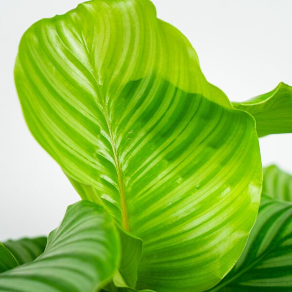 calathea-orbifolia calathea-orbifolia