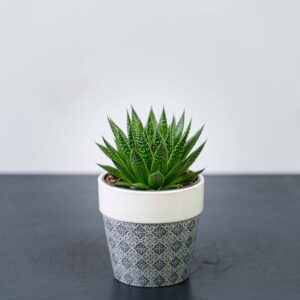 aloes-aristata