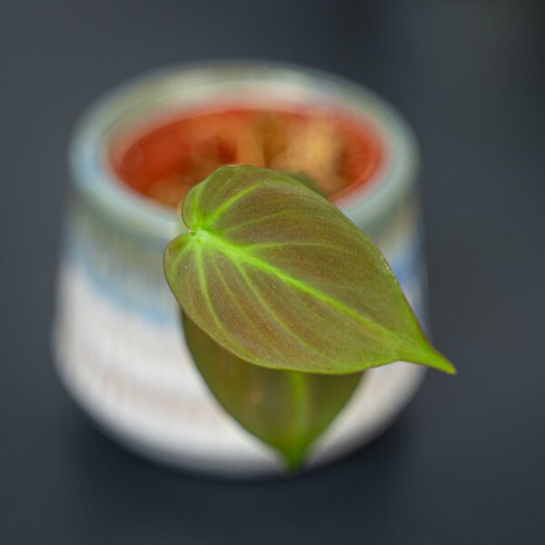 philodendron-camposportoanum philodendron-camposportoanum