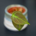 philodendron-camposportoanum