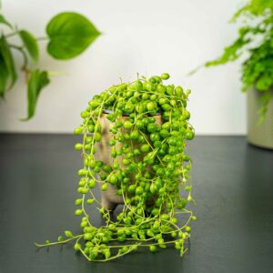 senecio-rowleyanus-starzec-rowleya