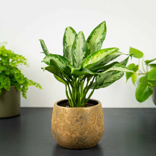 aglaonema-jubilee-compacta