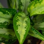 aglaonema-jubilee-compacta