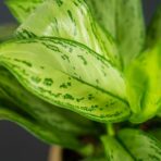 aglaonema-maria-christina