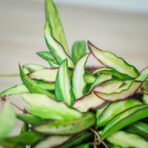 hoya-wayetii-variegata-kentiana-variegata