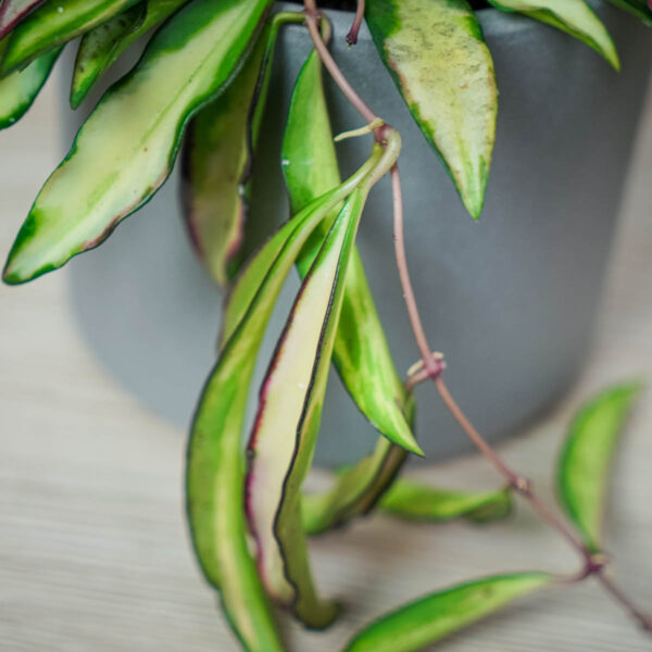 hoya-wayetii-variegata-kentiana-variegata hoya-wayetii-variegata-kentiana-variegata
