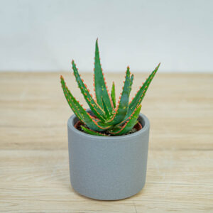 aloes-vitro