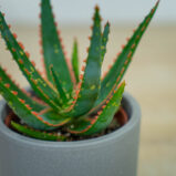 aloes-vitro
