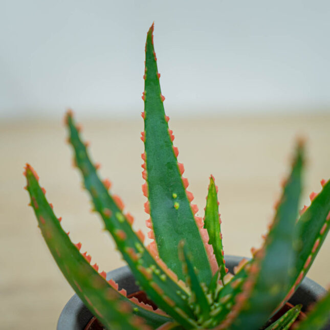 aloes-vitro aloes-vitro